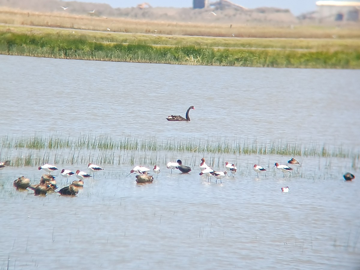 Red-necked Avocet - ML628551873