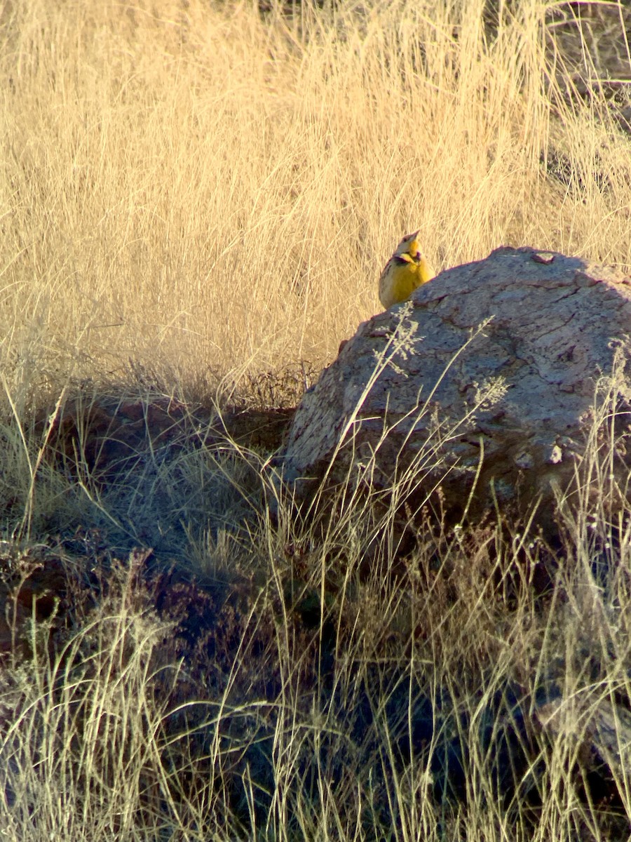 Chihuahuan Meadowlark - ML628551894