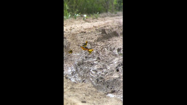 Yellow-backed Oriole - ML628552125