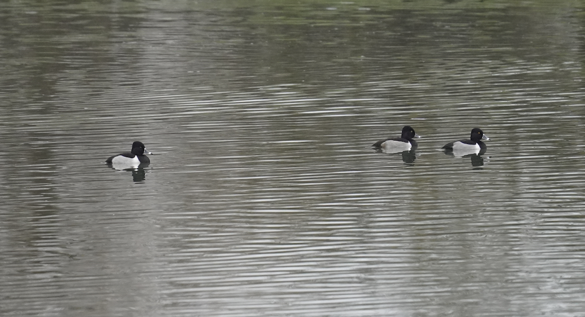 Ring-necked Duck - ML628552163