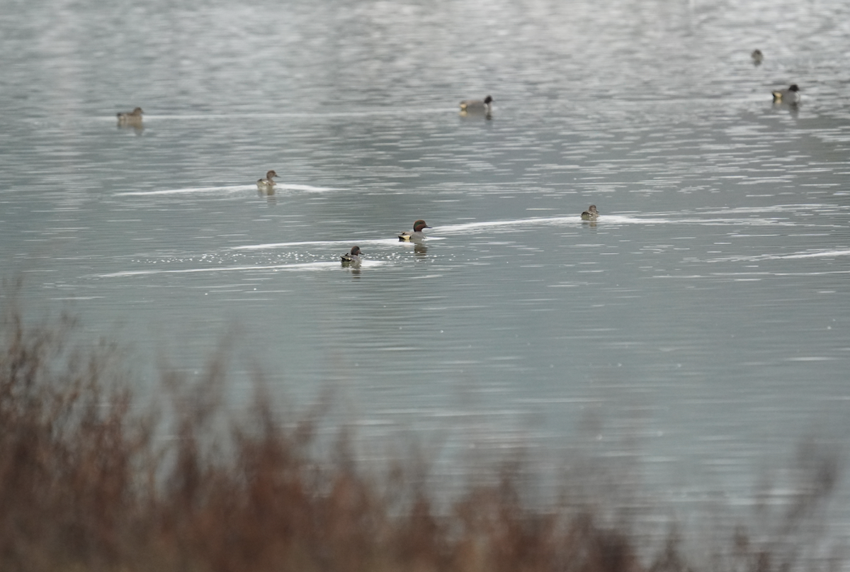 Green-winged Teal - ML628552172