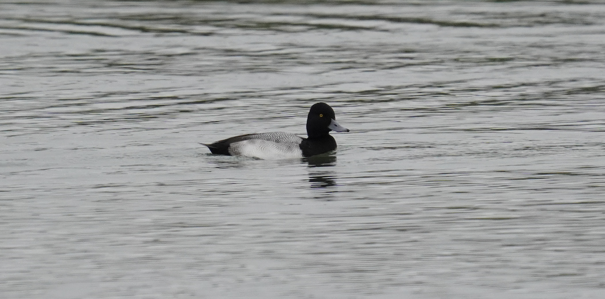 Lesser Scaup - ML628552181