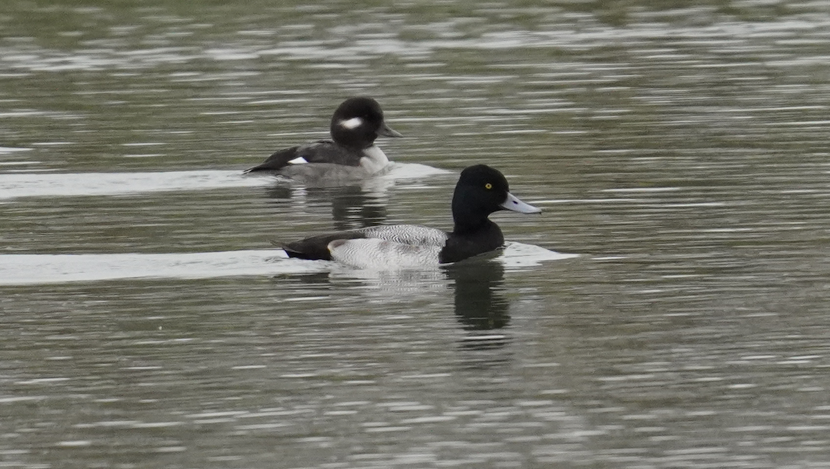 Lesser Scaup - ML628552183