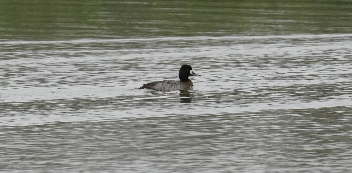 Lesser Scaup - ML628552185