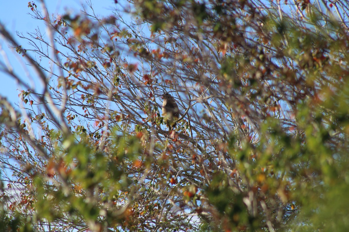 Roadside Hawk - ML628552191
