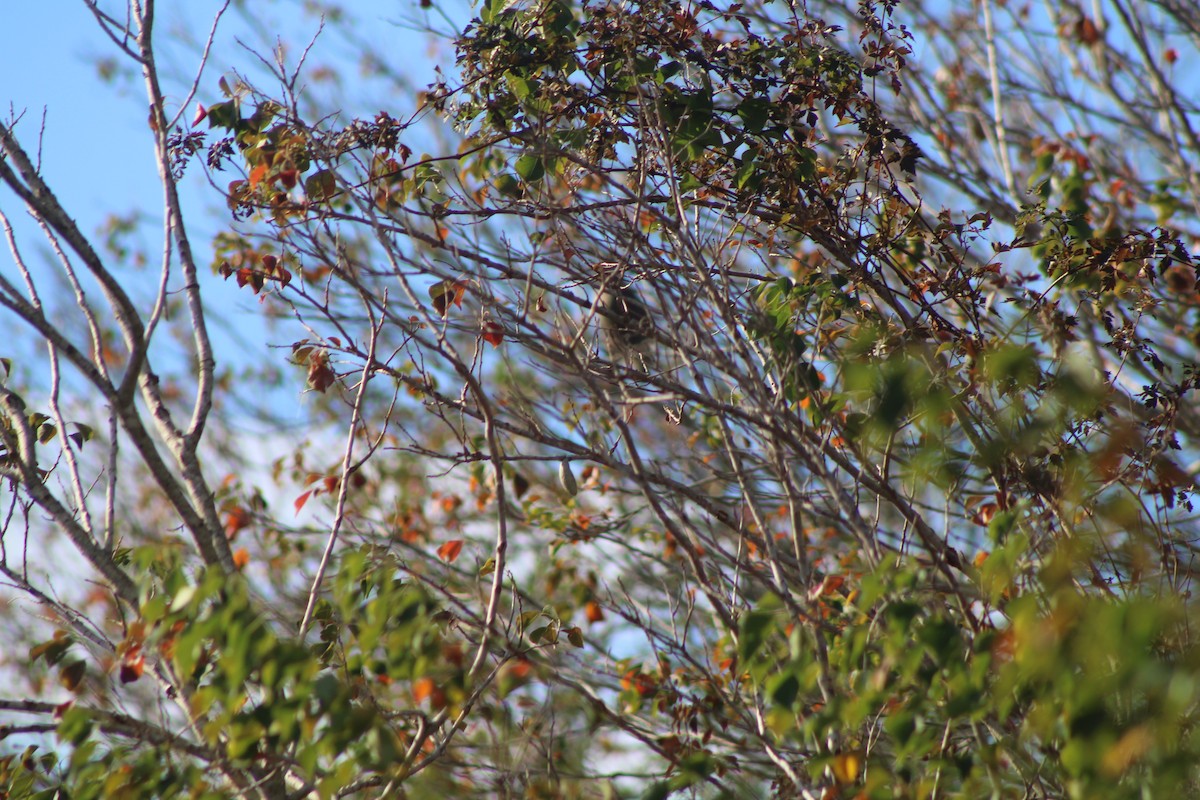 Roadside Hawk - ML628552192