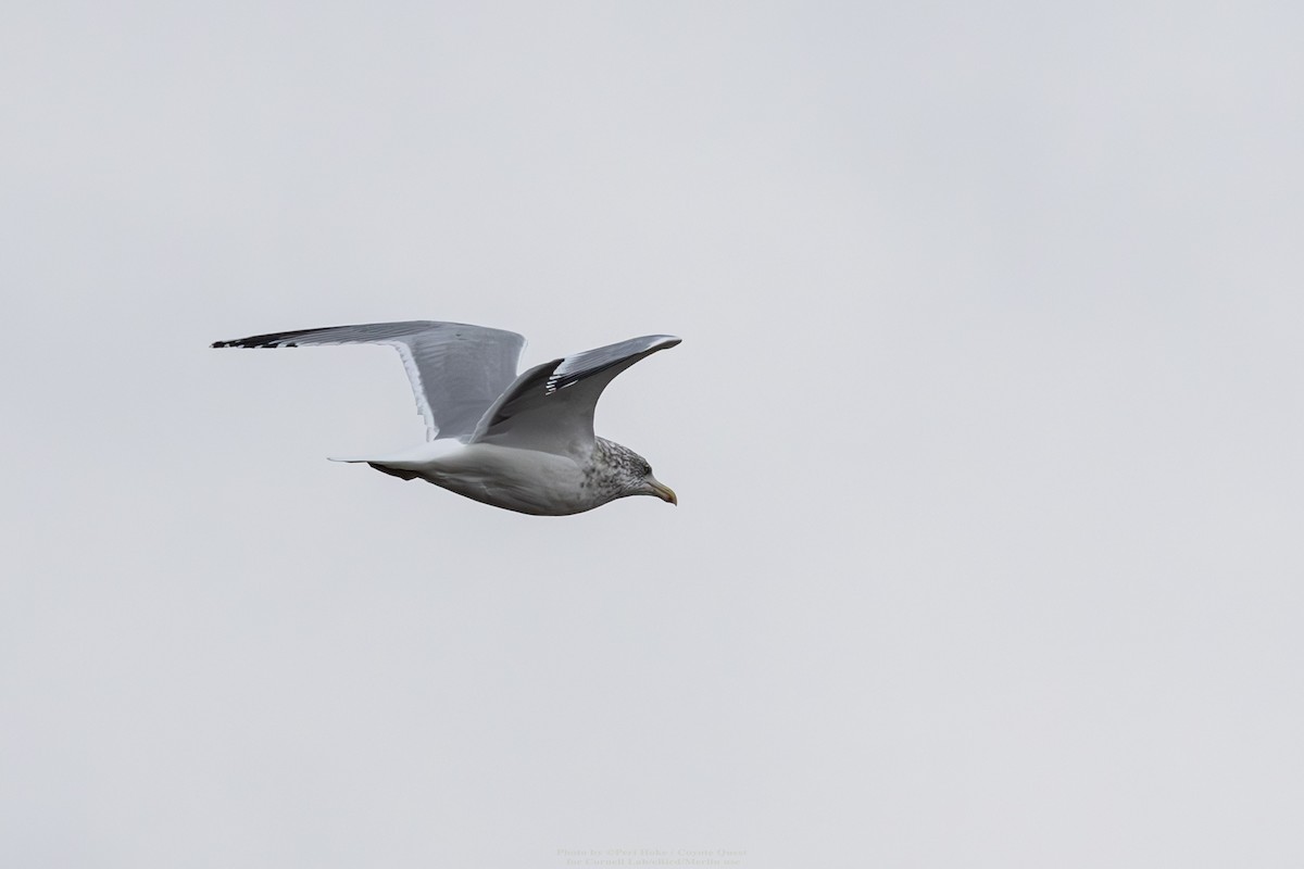 American Herring Gull - ML628552257