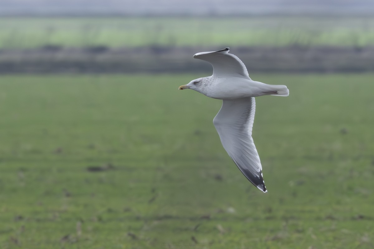 American Herring Gull - ML628552258
