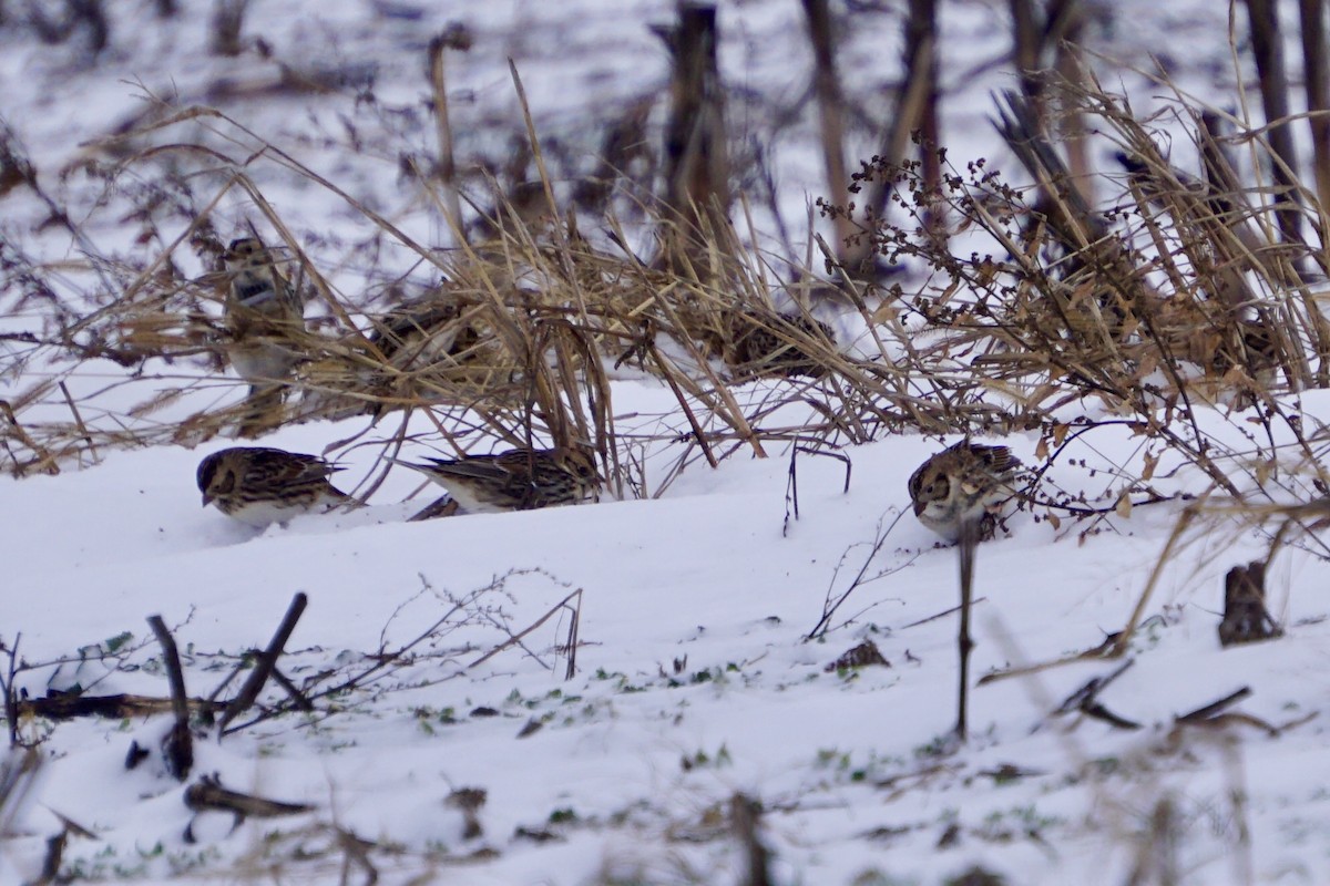 Lapland Longspur - ML628552297