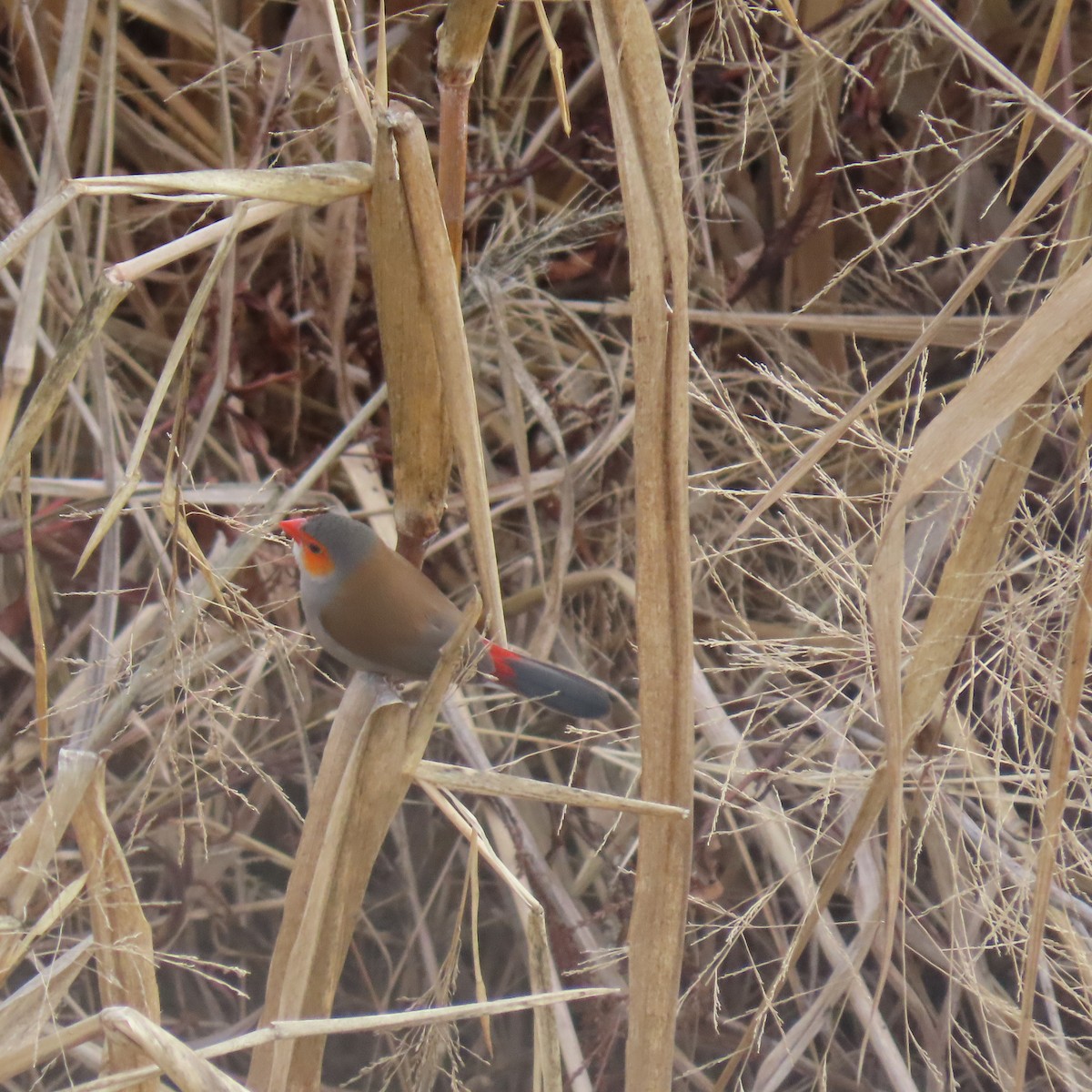 Orange-cheeked Waxbill - ML628552421