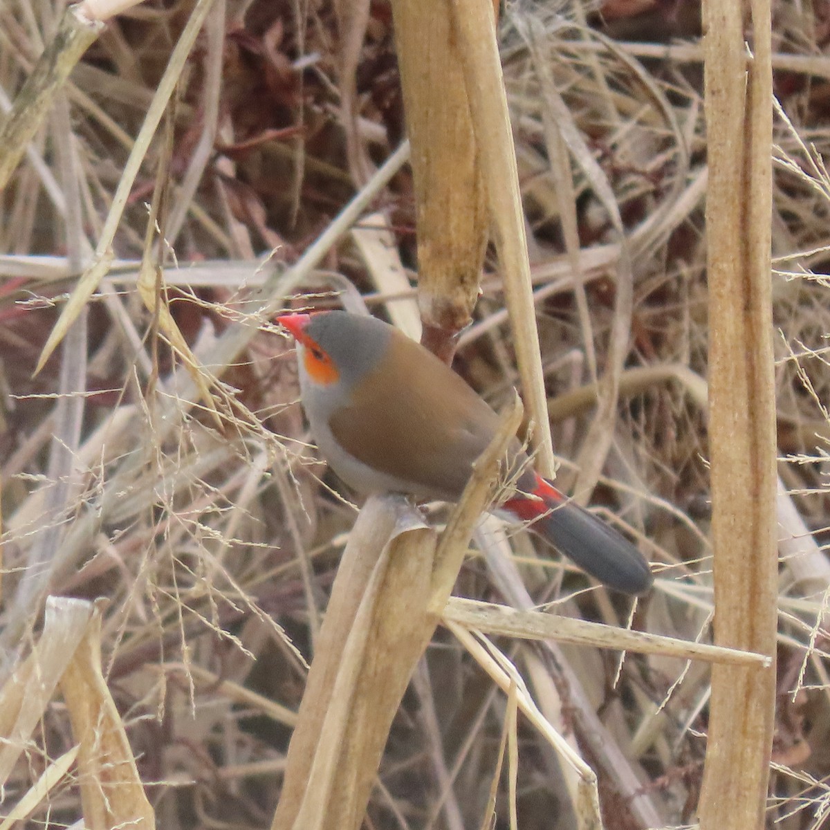 Orange-cheeked Waxbill - ML628552430