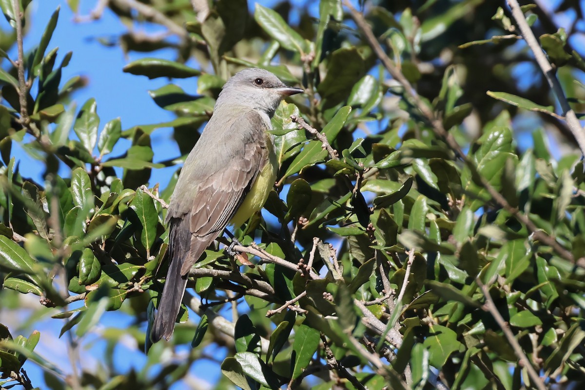 Schmalschnabel-Königstyrann - ML628552439