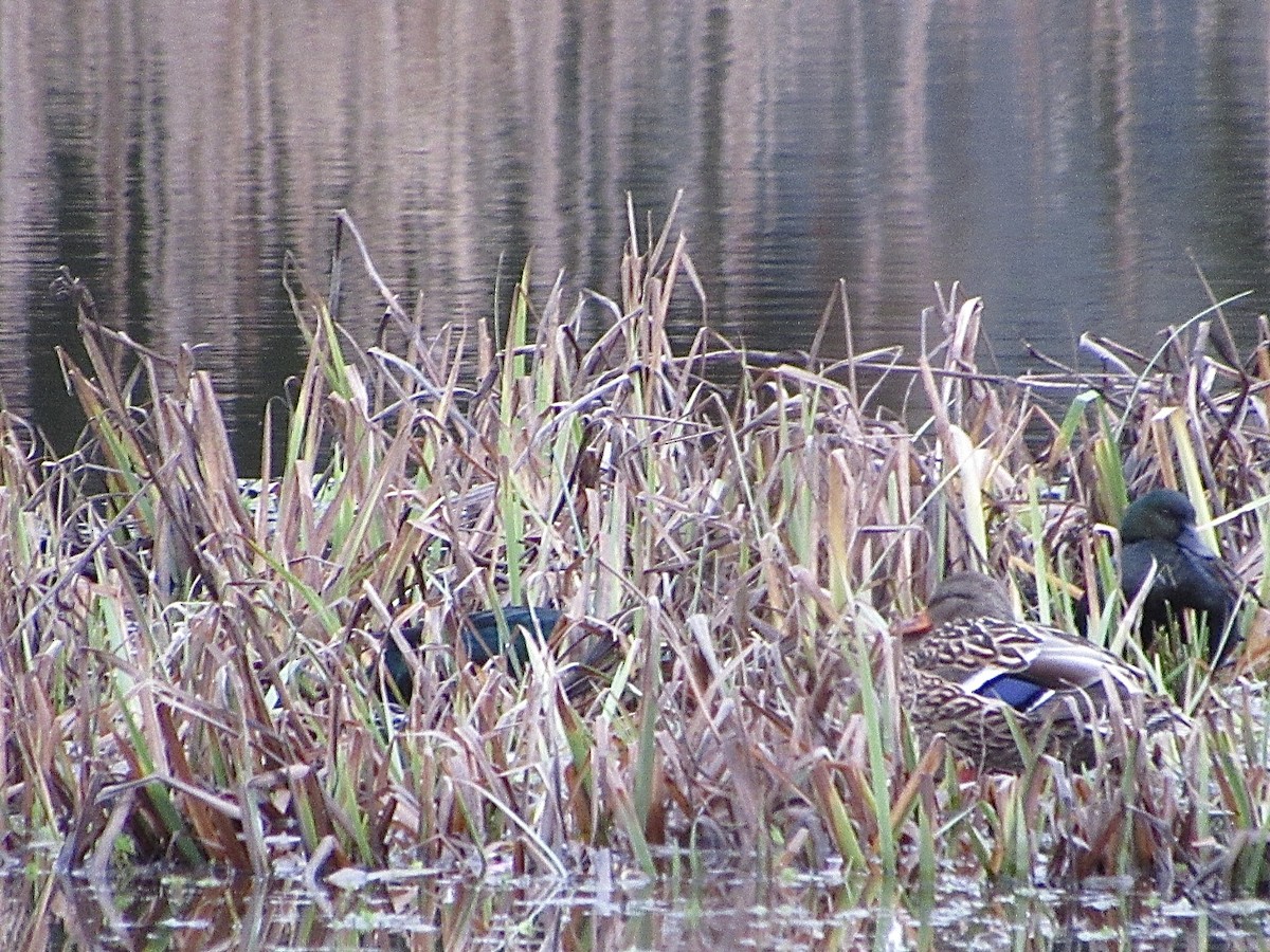 Canard colvert (forme domestique) - ML628552446