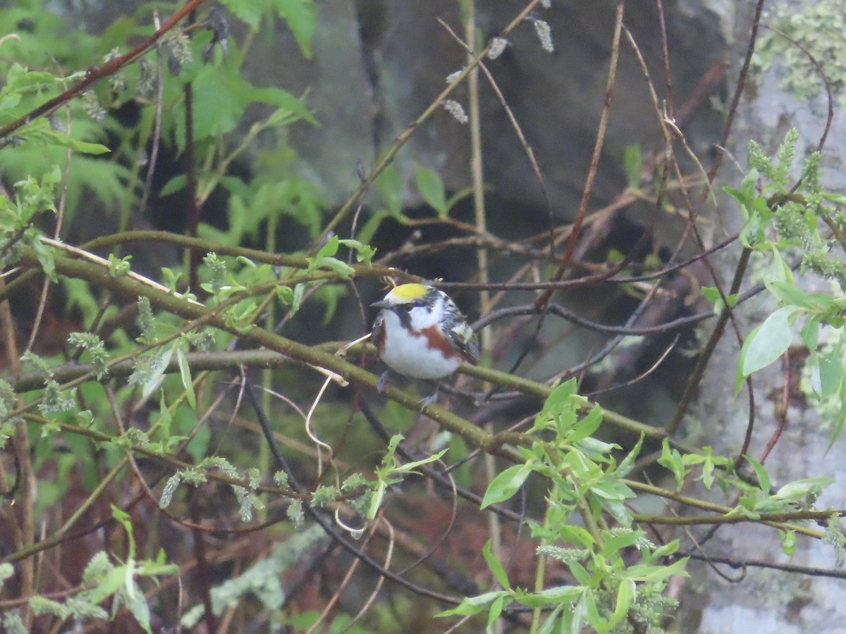 Chestnut-sided Warbler - ML628552802