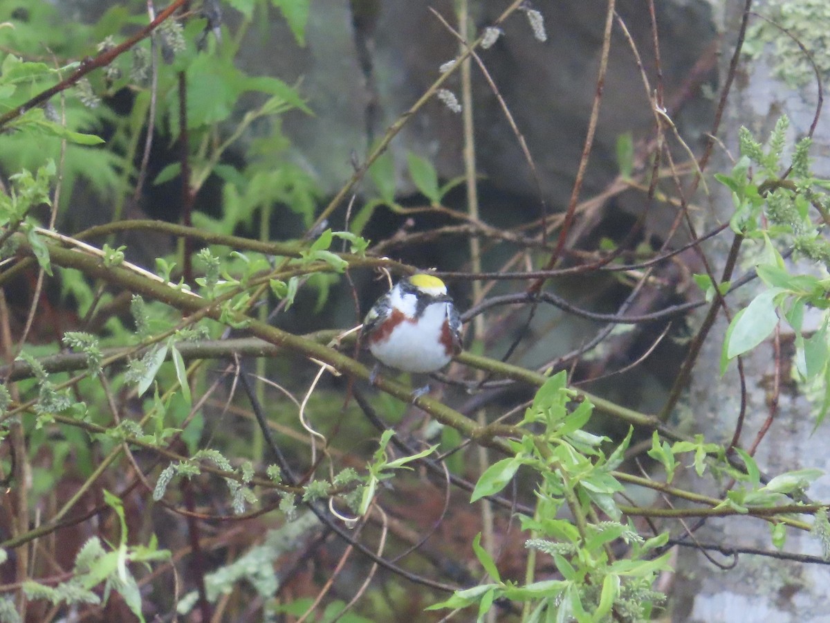 Chestnut-sided Warbler - ML628552808