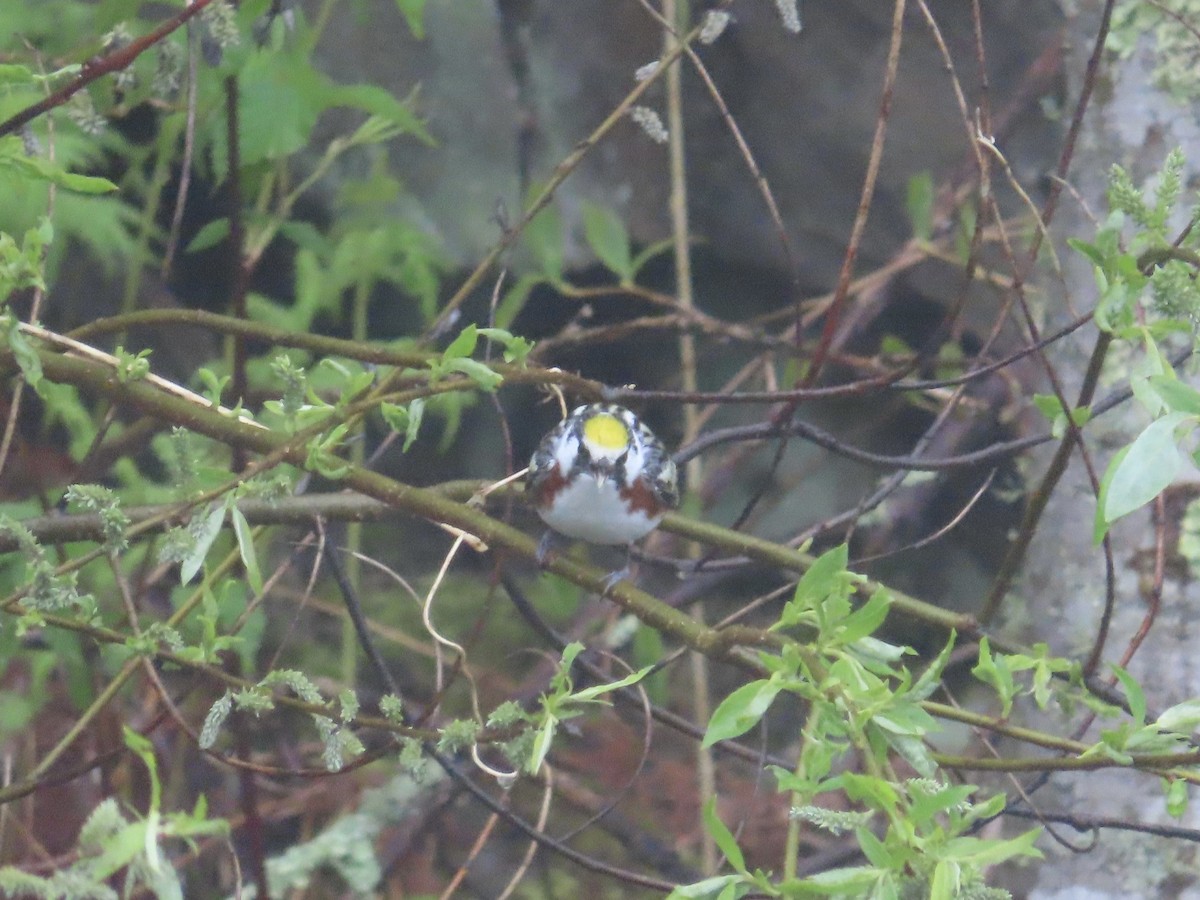 Chestnut-sided Warbler - ML628552818