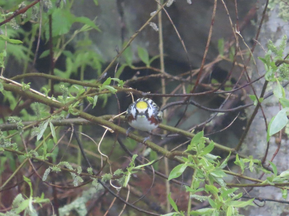 Chestnut-sided Warbler - ML628552819