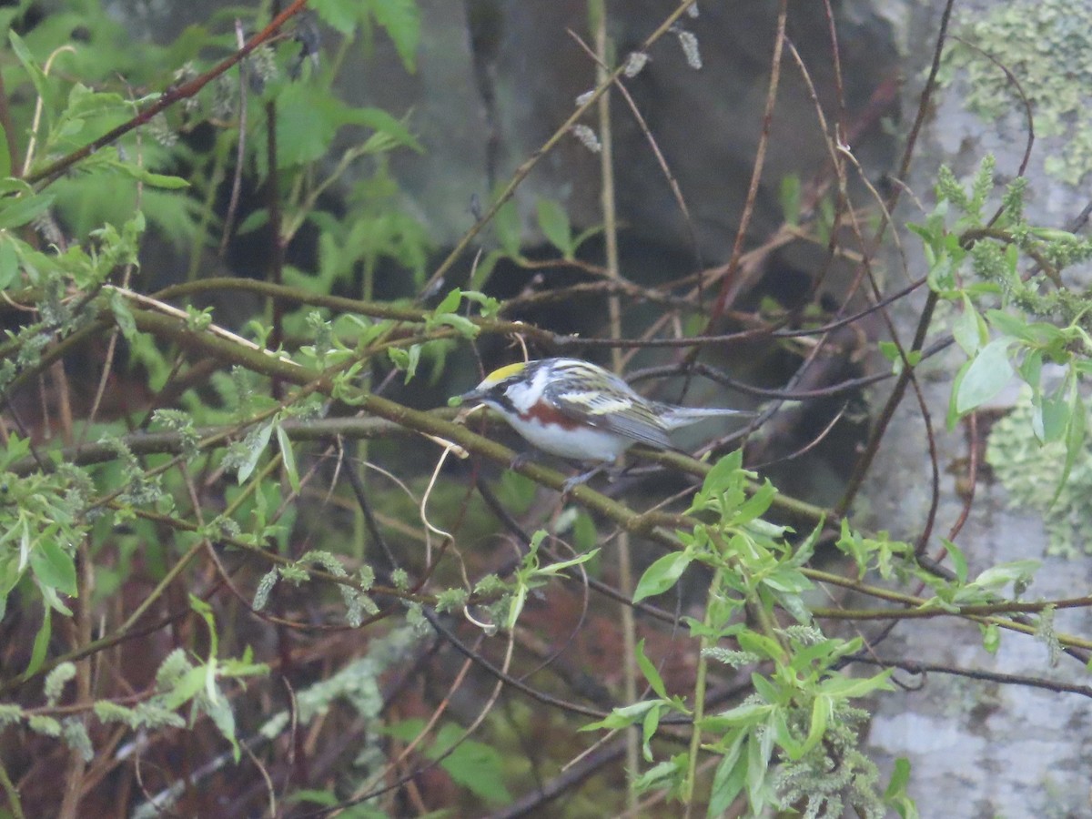 Chestnut-sided Warbler - ML628552826