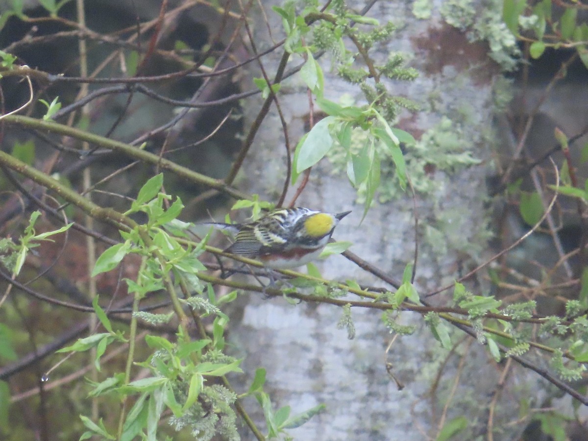 Chestnut-sided Warbler - ML628552828