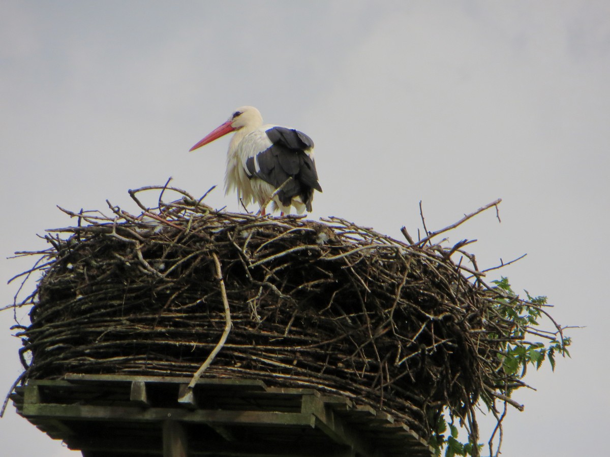 White Stork - ML628552994