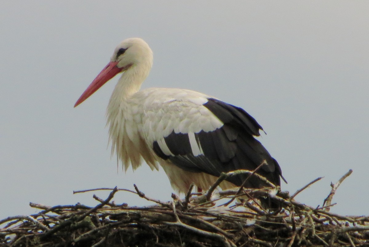 White Stork - ML628553002