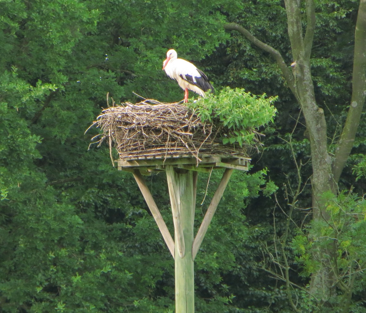 White Stork - ML628553011