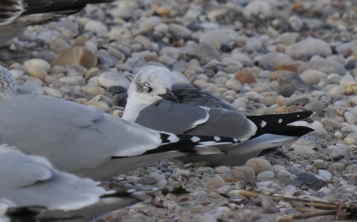 Laughing Gull - ML628553184