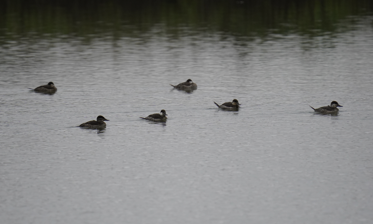 Ruddy Duck - ML628553260