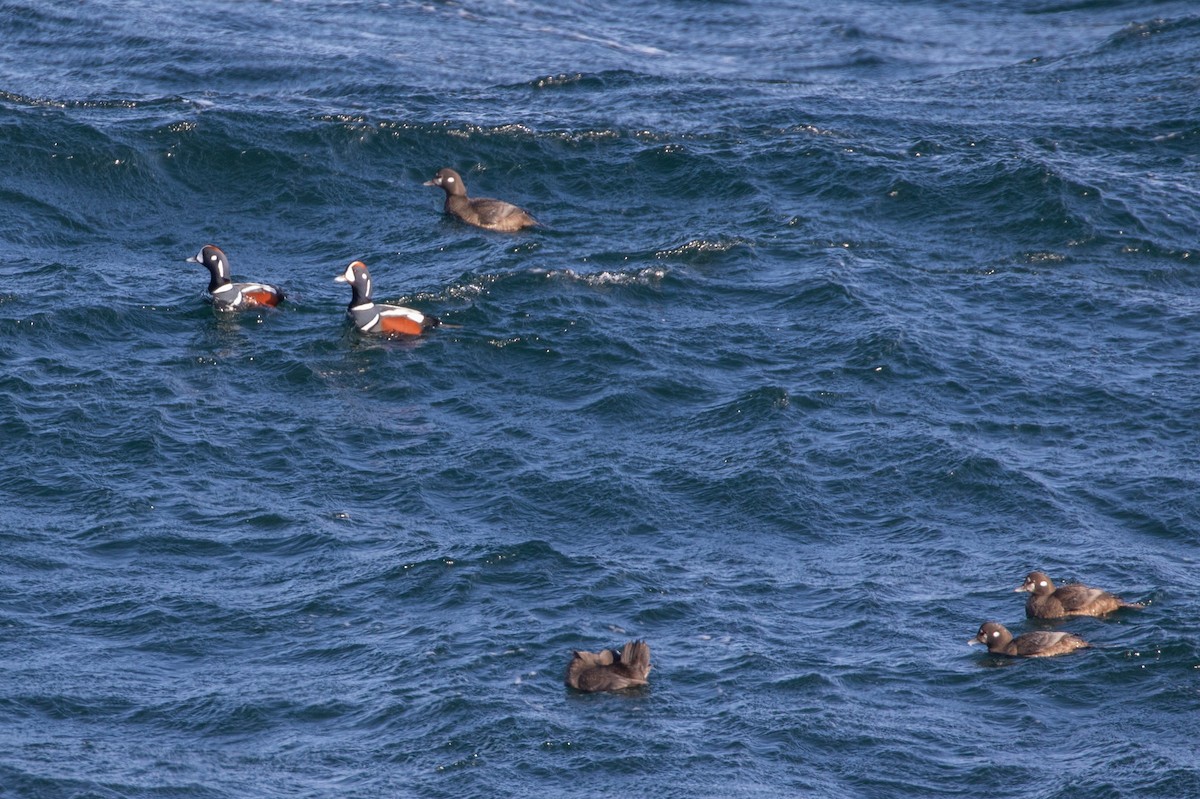 eBird Checklist - 4 Jan 2025 - Halibut Point SP - 18 species