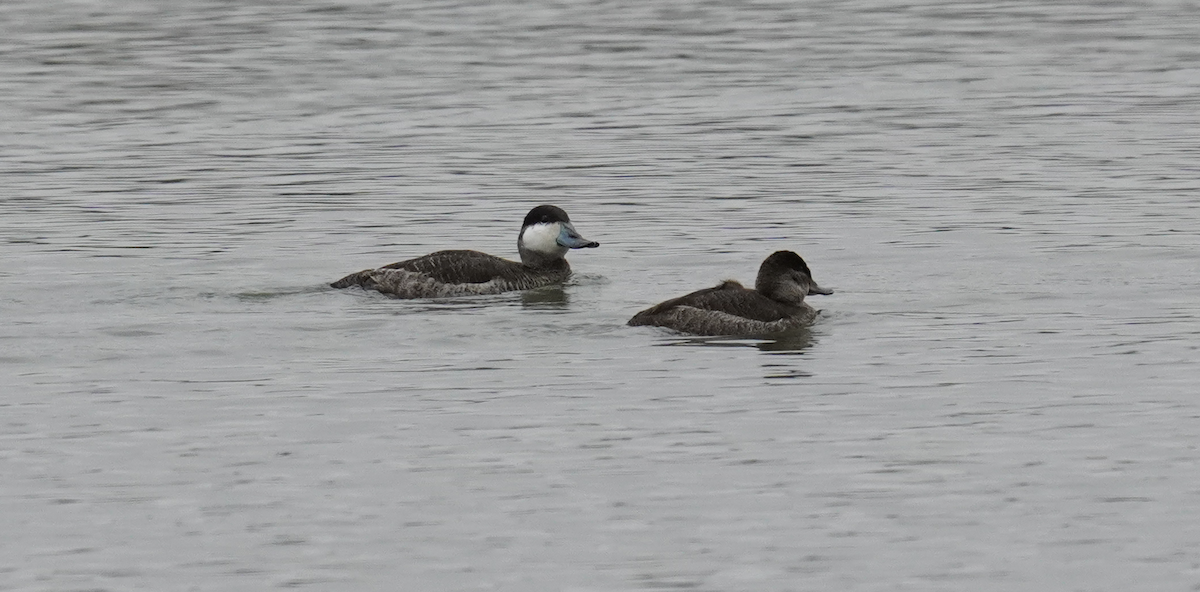 Ruddy Duck - ML628553274