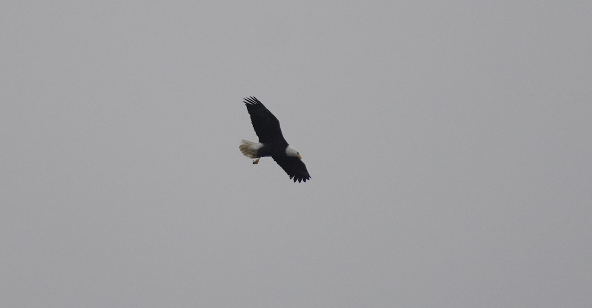 Bald Eagle - ML628553290