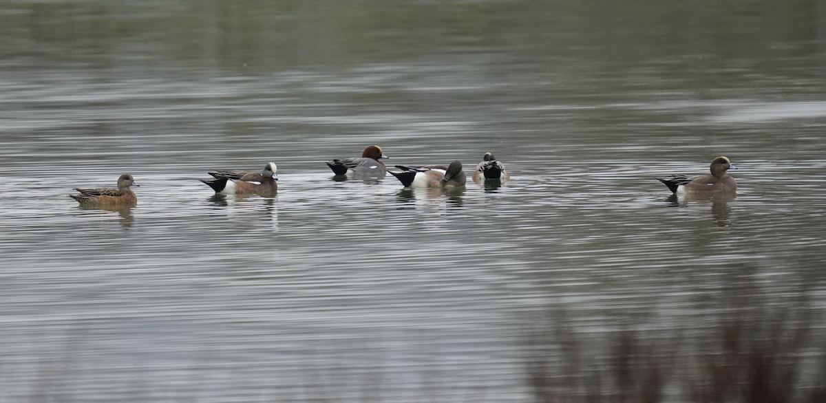 Eurasian Wigeon - ML628553303