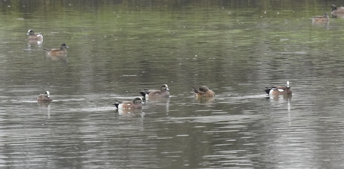 American Wigeon - ML628553307