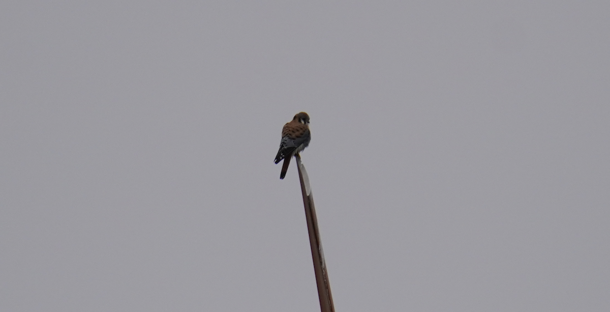 American Kestrel - ML628553321