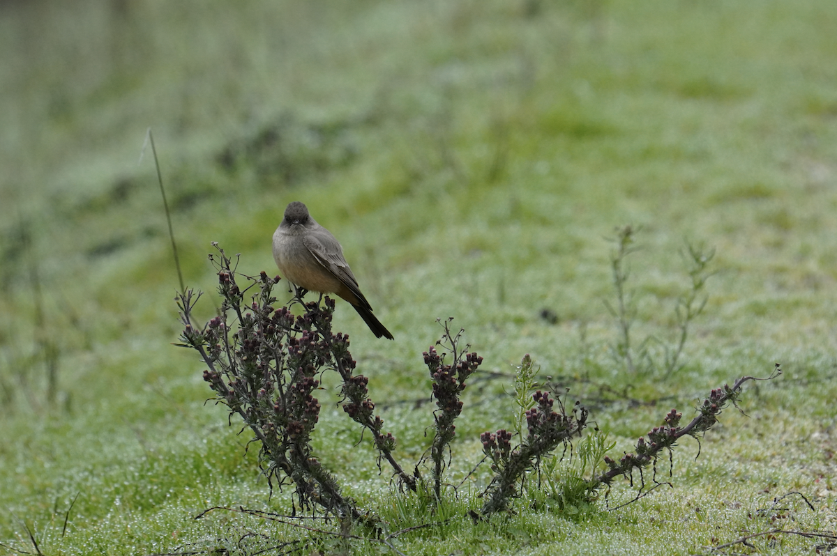 Say's Phoebe - ML628553342