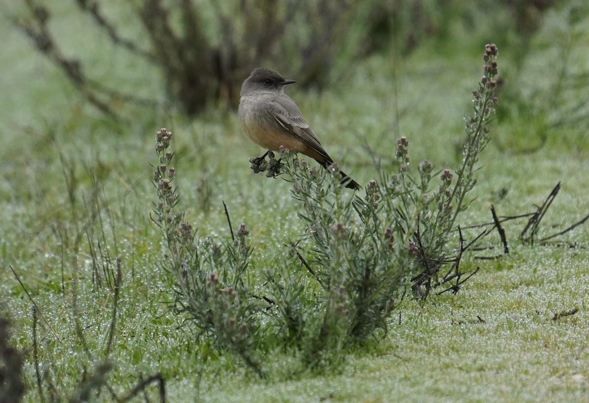 Say's Phoebe - ML628553343