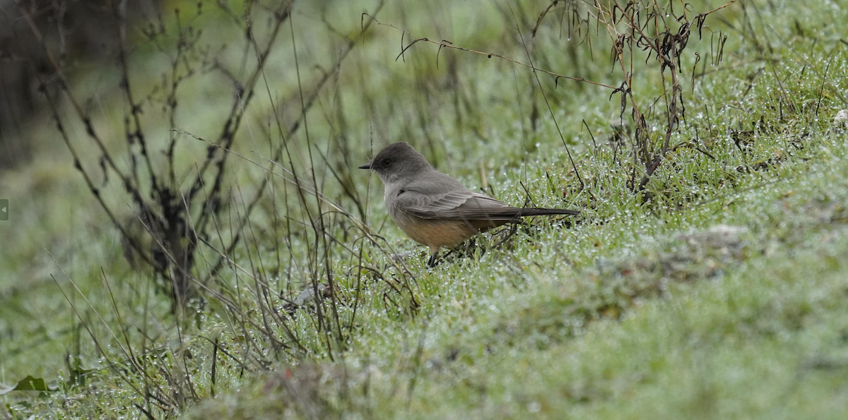 Say's Phoebe - ML628553344