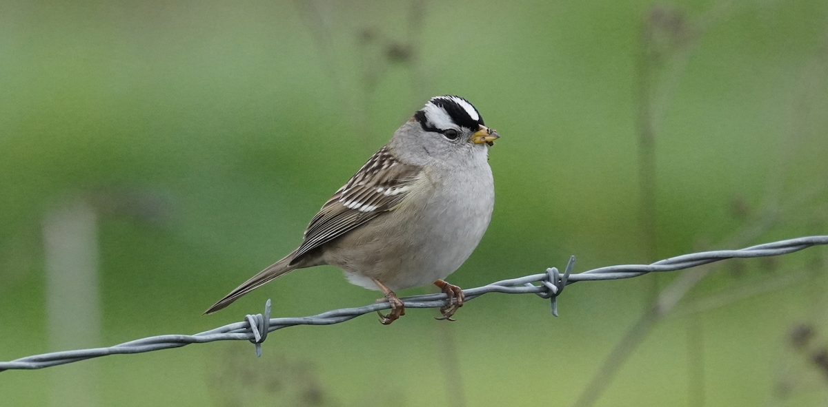 White-crowned Sparrow - ML628553395