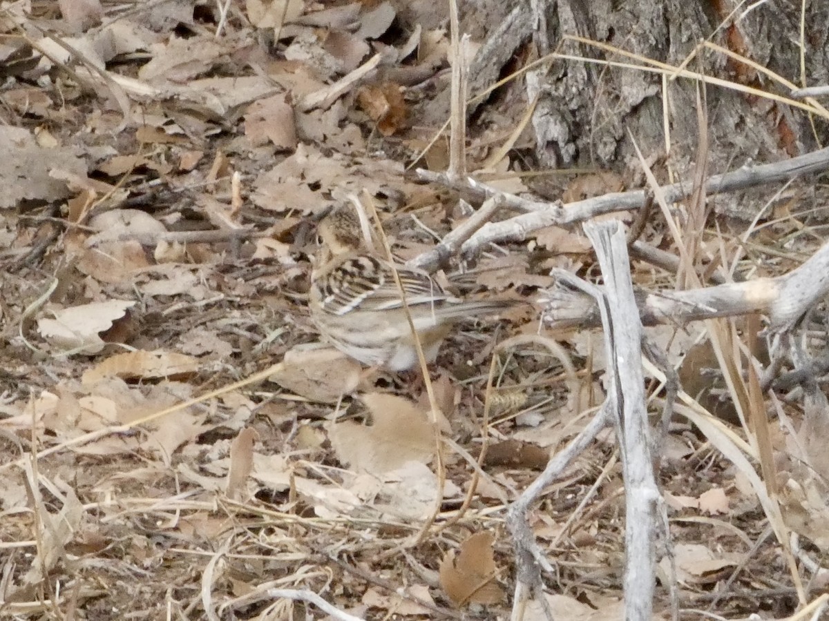 Harris's Sparrow - ML628553434