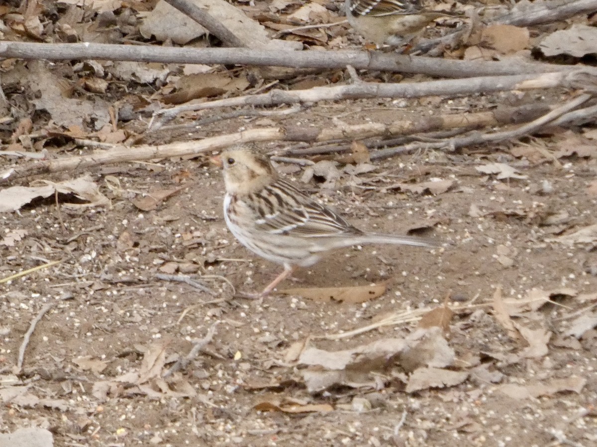 Harris's Sparrow - ML628553435