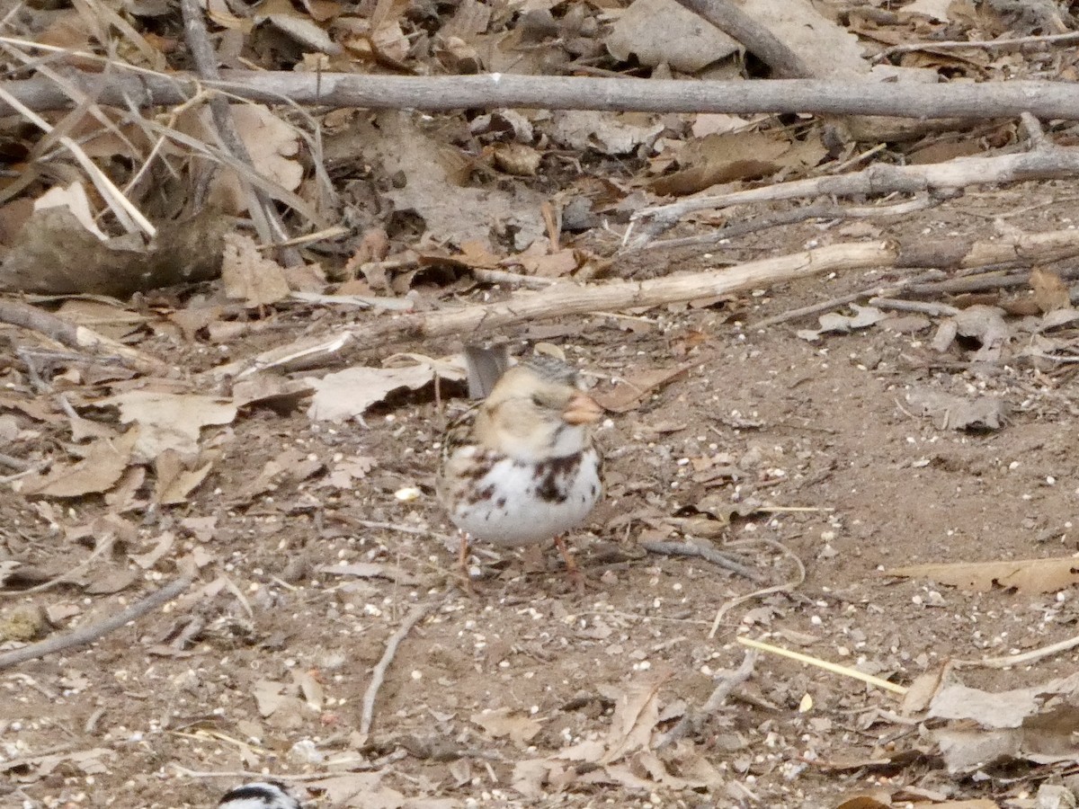 Harris's Sparrow - ML628553437