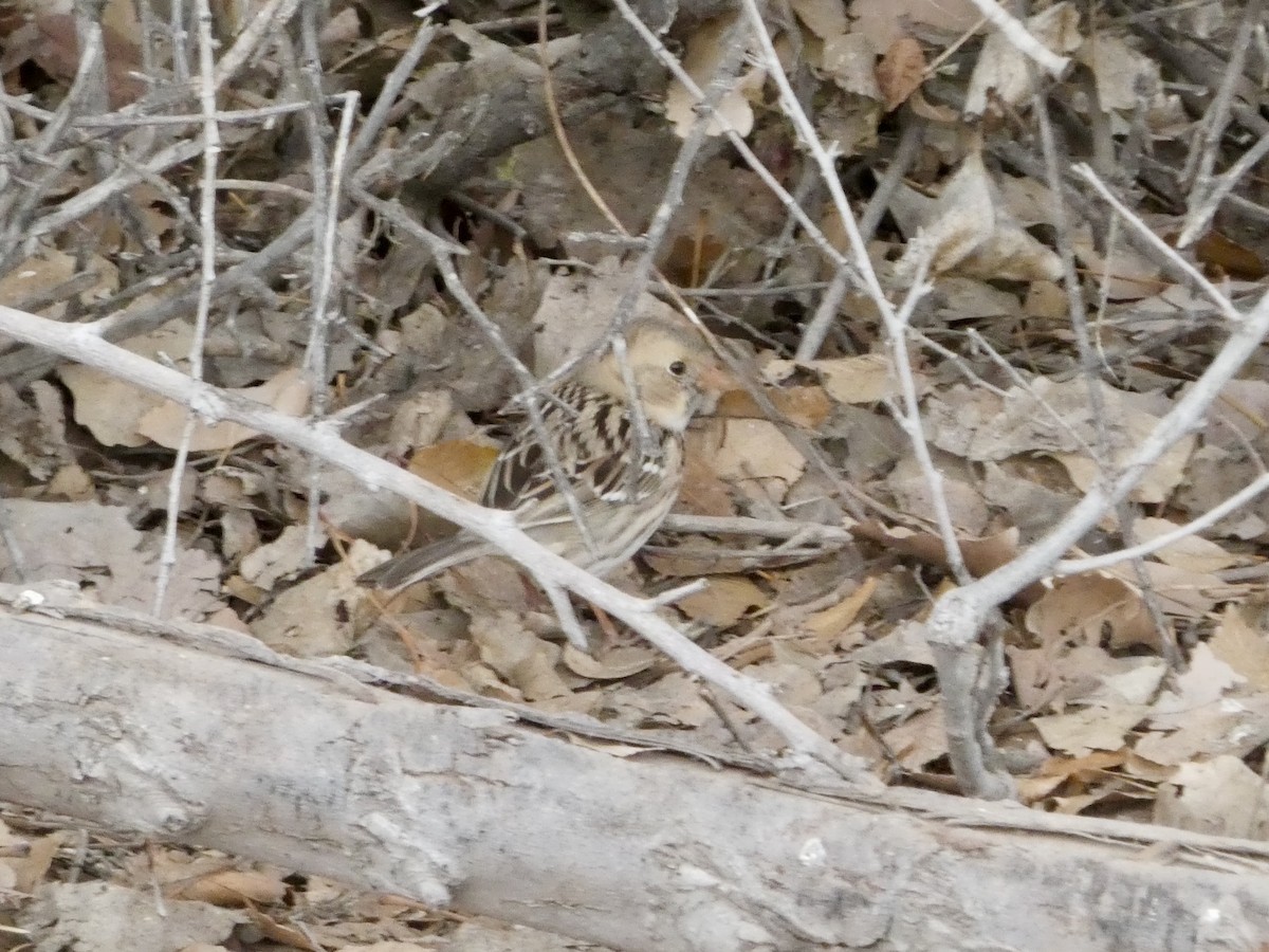 Harris's Sparrow - ML628553438