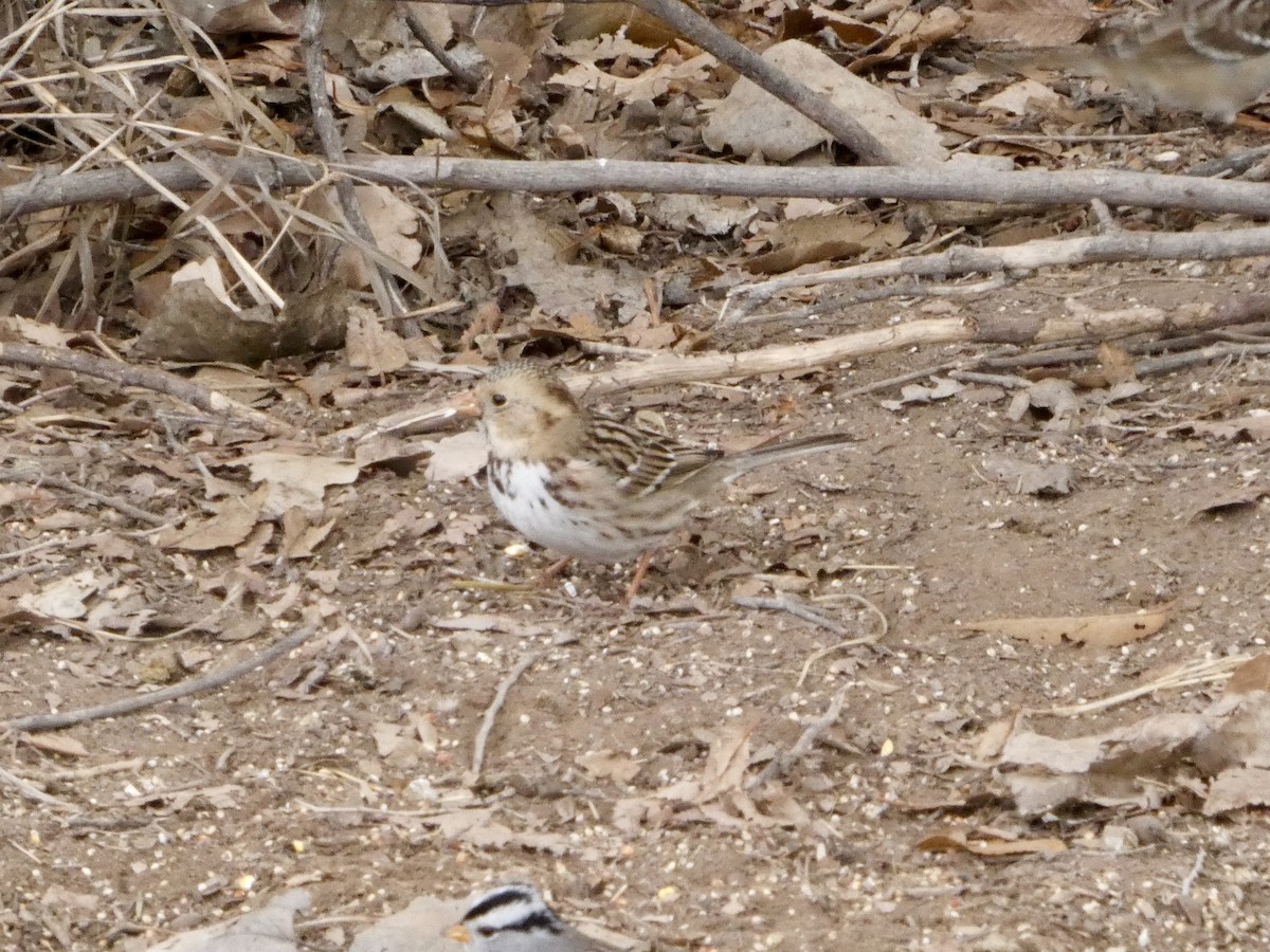 Harris's Sparrow - ML628553439