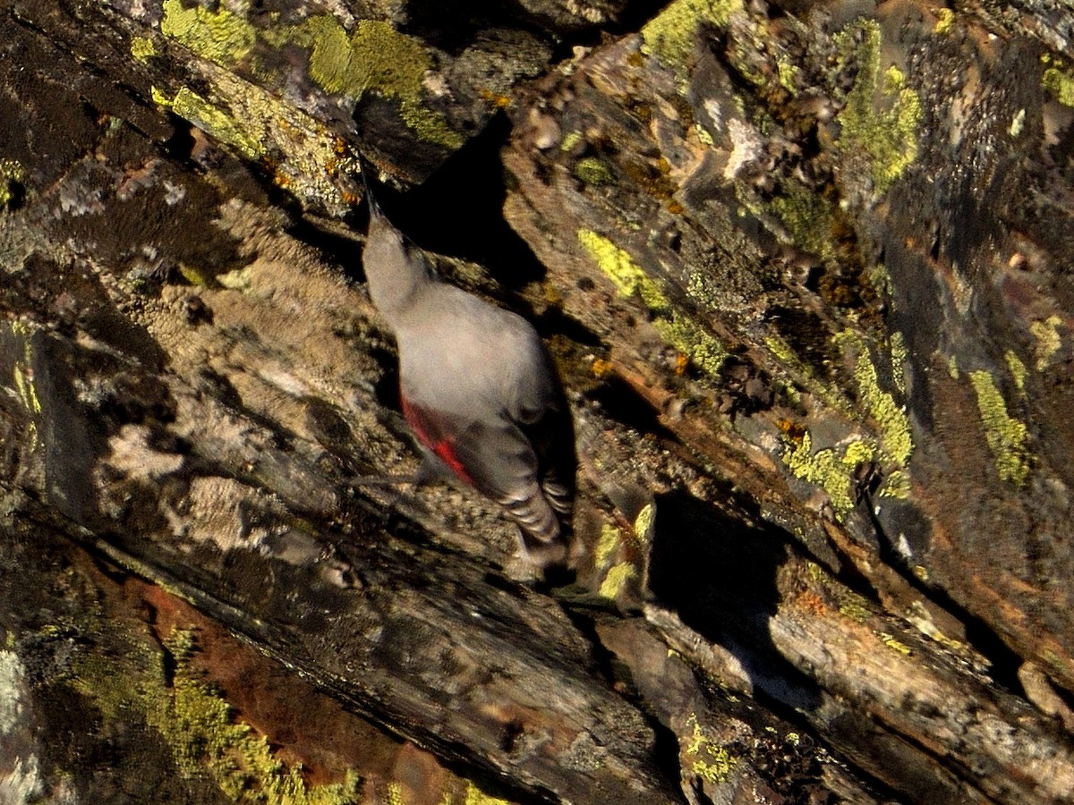Wallcreeper - ML628553603