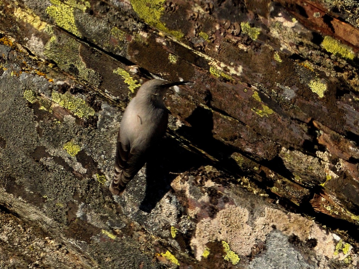 Wallcreeper - ML628553605