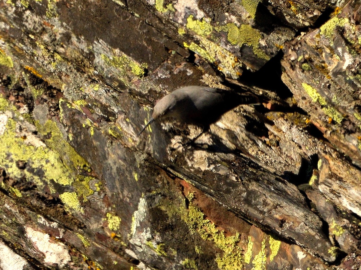 Wallcreeper - ML628553606