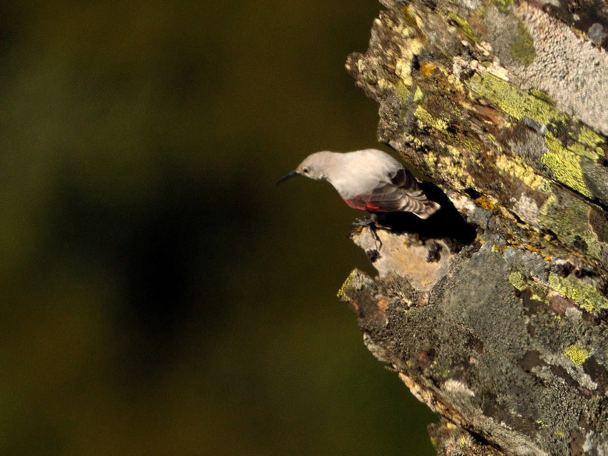 Wallcreeper - ML628553607