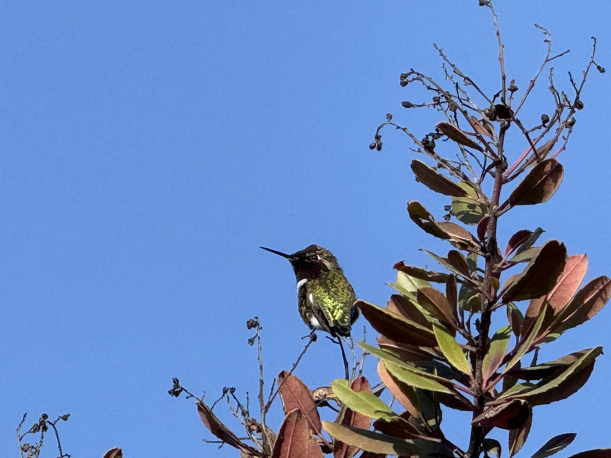 Anna's Hummingbird - ML628553659
