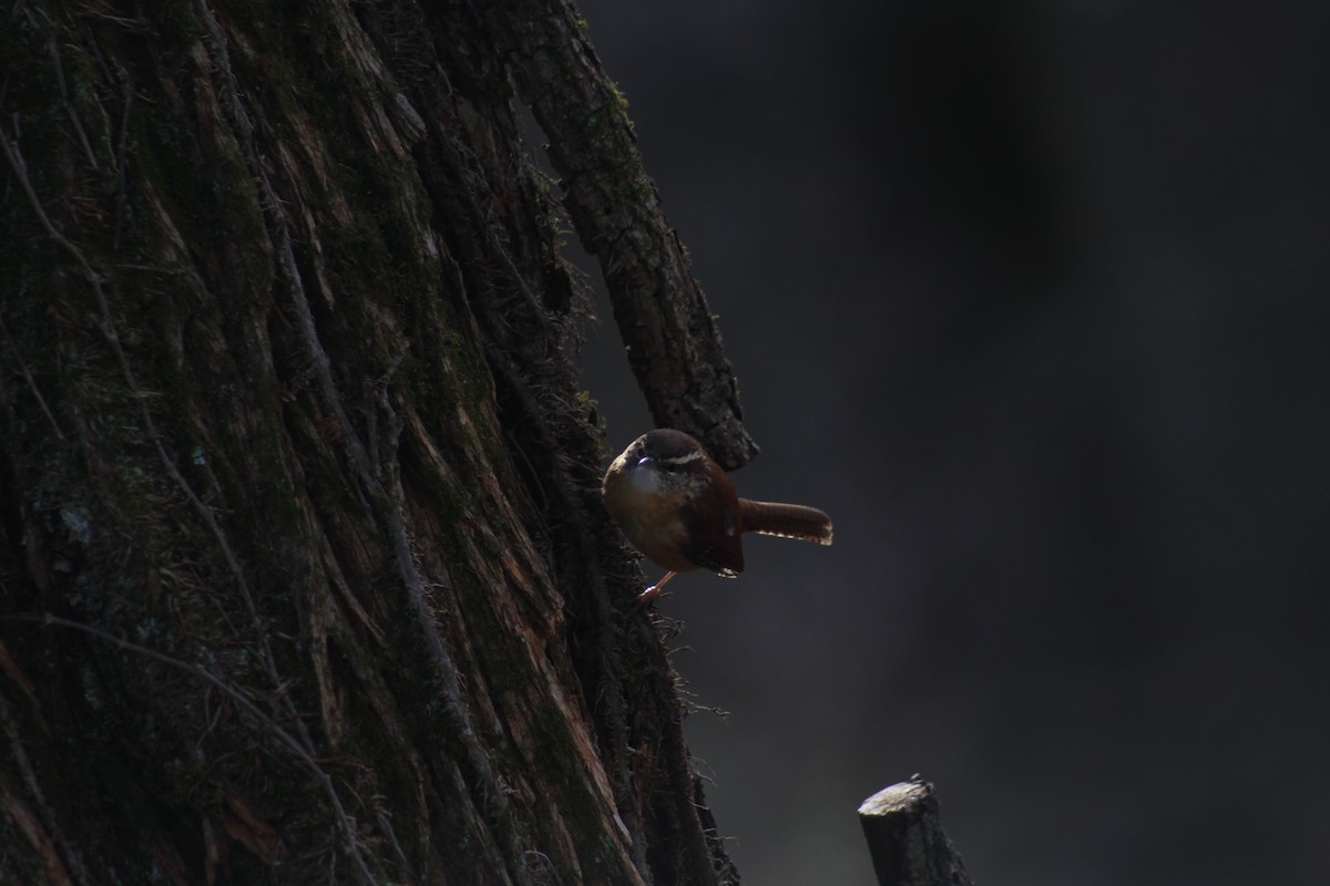 Carolina Wren - ML628553662