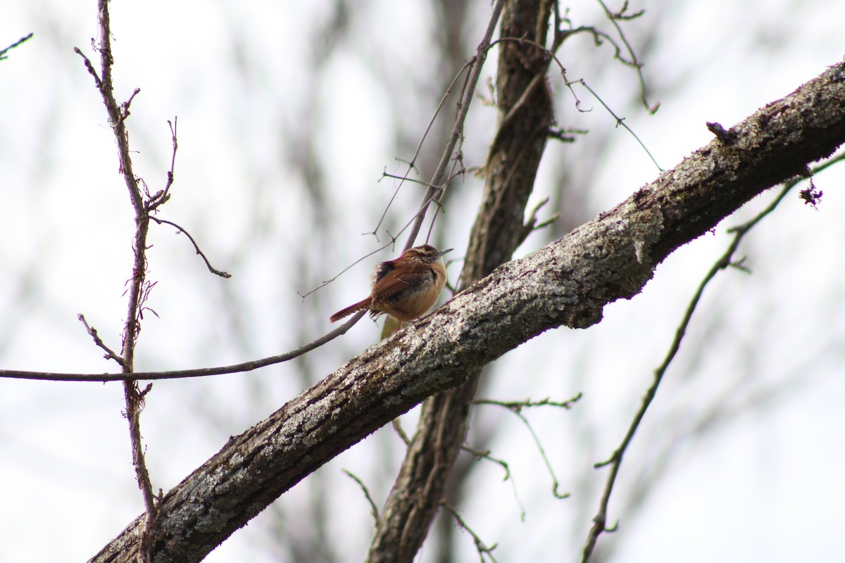 Carolina Wren - ML628553663
